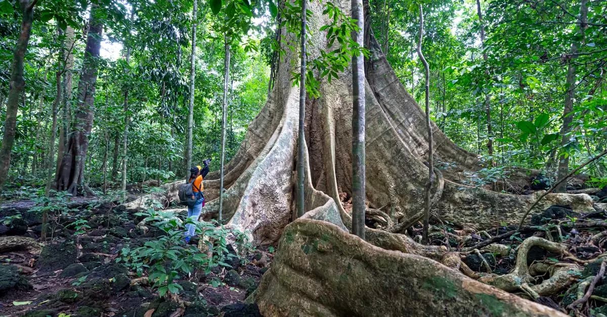 Écotourisme au Costa Rica: Paradis Pionnier du Voyage Vert