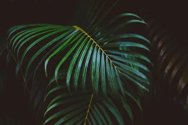 Top 5 des Éco-Destinations pour Voyager Écologiquement