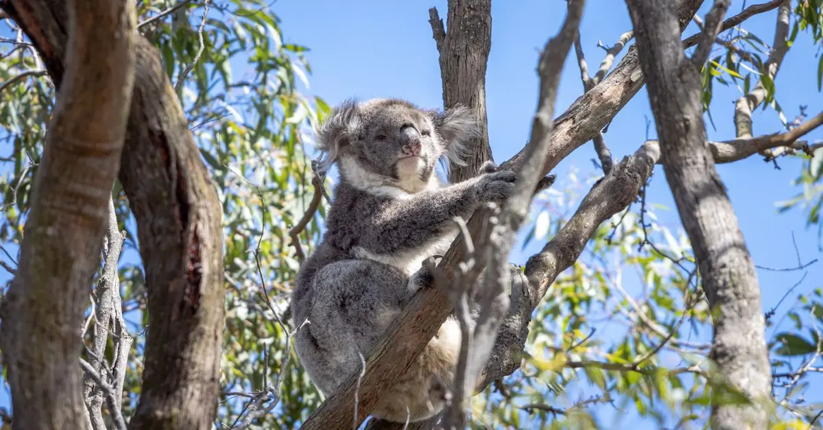 Exploration de l'Australie sans Impact Environnemental