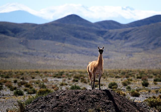 Les Meilleures Éco-Destinations en Amérique du Sud